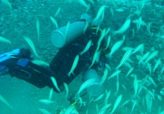 与数百万鱼一起潜水 